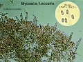 Mycoacia fuscoatra-amf114-micro